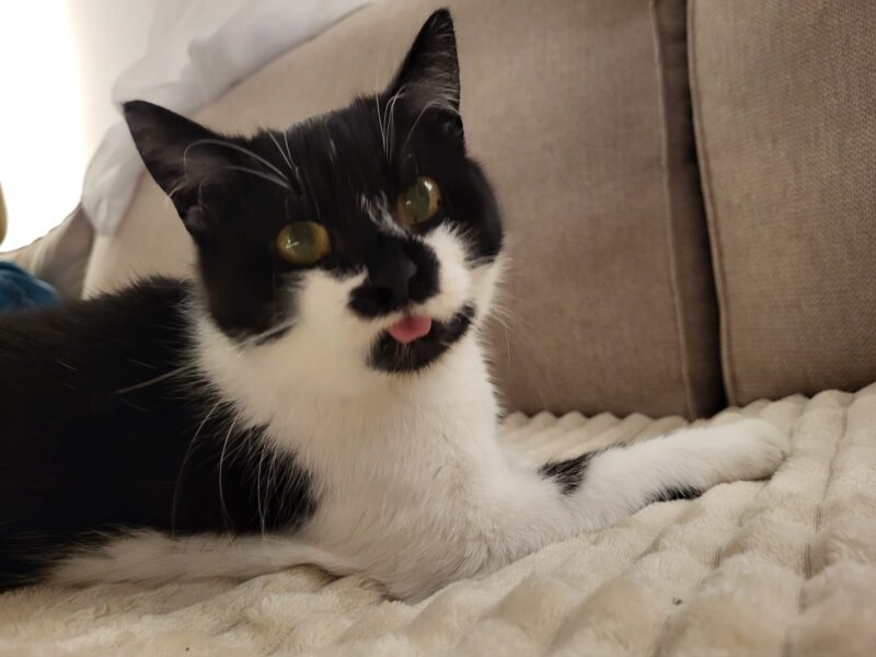 Zaginęła kotka Moli