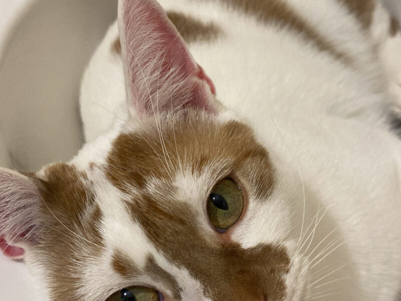 Alert Polska Zaginął kot Murczyk