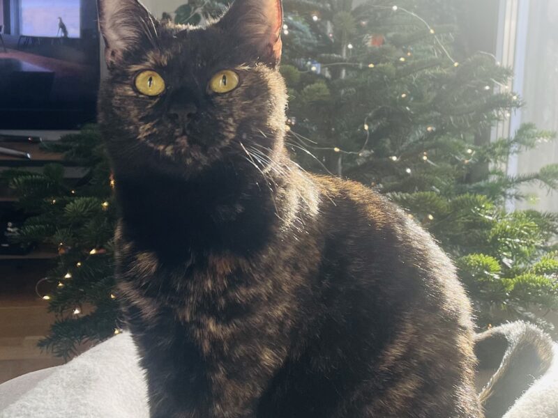 Zaginęła kotka Diuna