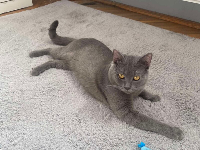 ZAGINĄŁ KOT LEOŚ !