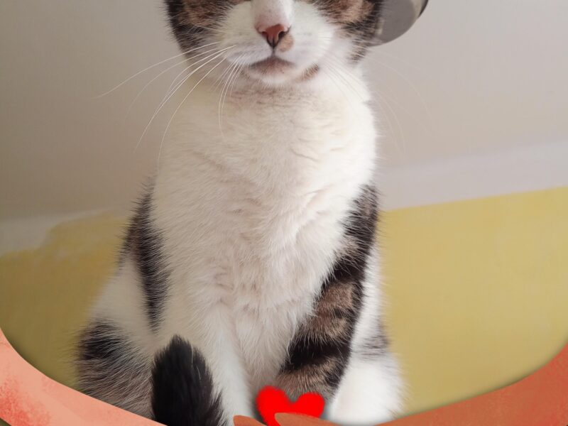 Zaginął kot Juluś