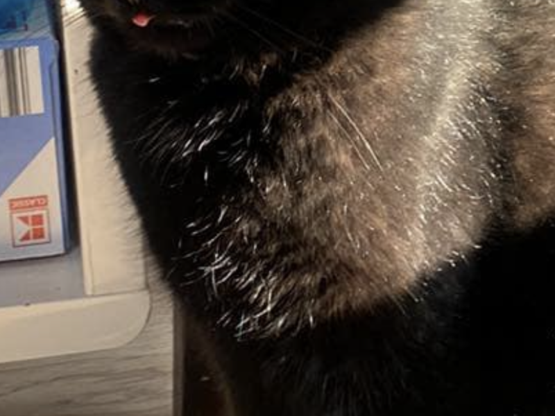 Widziszewo! Zaginął kot Tosiek!