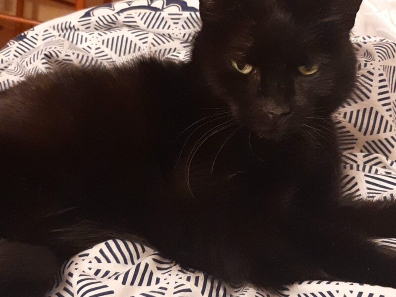 Zaginął czarny kocurek