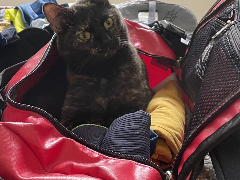 Zaginęła kotka Diuna