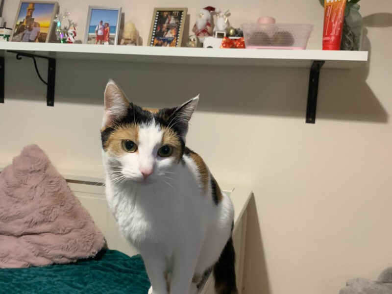 Zaginęła kotka Miłka