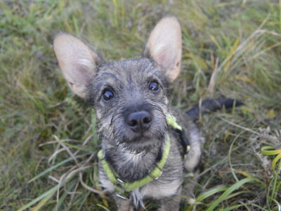 ZAGINĄŁ PIESEK BOLEK