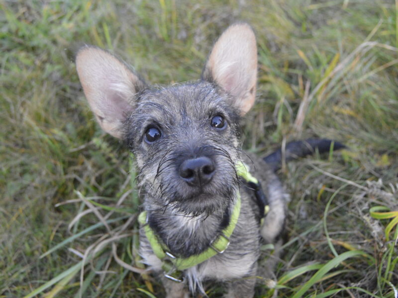 ZAGINĄŁ PIESEK BOLEK