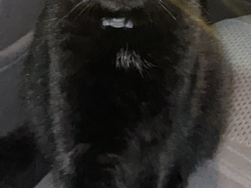 Widziszewo! Zaginął kot Tosiek!