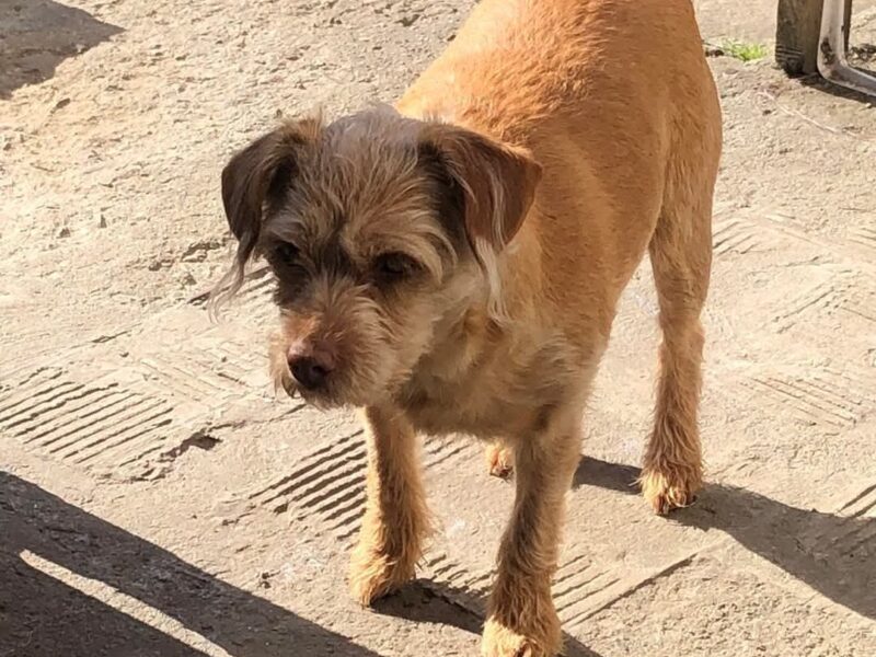 Zaginęła sunia Nela