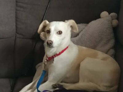 Zaginęła sunia Abi