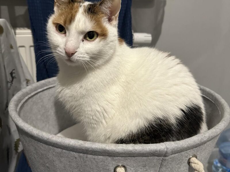 Zaginęła kotka Frosia