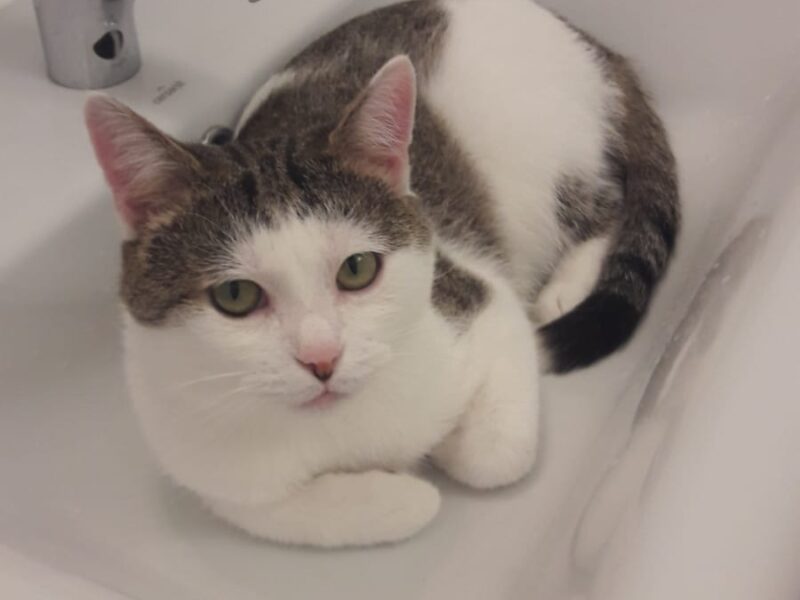 Zaginął kotek Ciapek