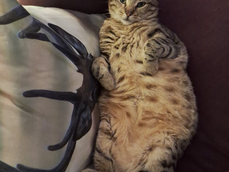 10.04.2025 zaginął kot LUCEK