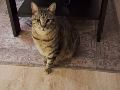 10.04.2025 zaginął kot LUCEK