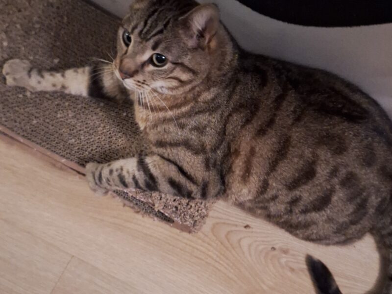 10.04.2025 zaginął kot LUCEK