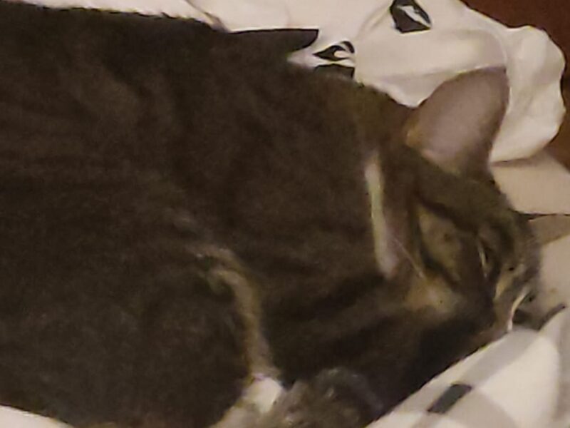 ‼️ZAGINEŁA KOTKA LUSIA‼️