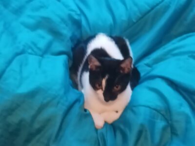 Kotek się znalazł! Zaginął 7 miesięczny kocurek PUSZEK