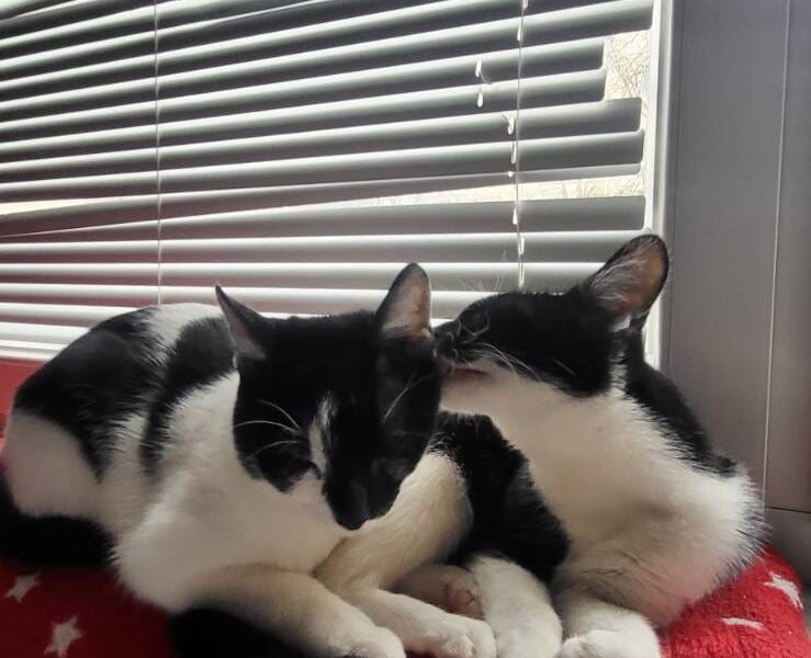 Kotek się znalazł! Zaginął 7 miesięczny kocurek PUSZEK