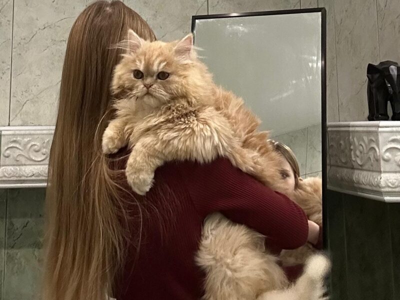 Zaginął Kotek Perski