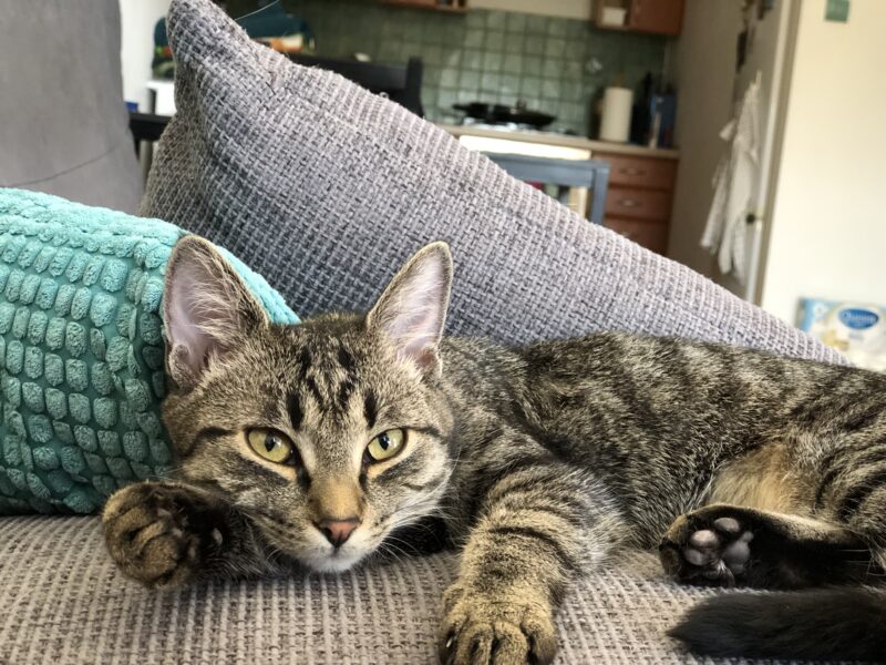 Zaginęła kotka Luna