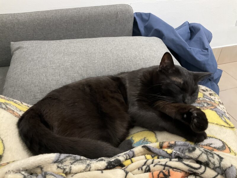 Zaginął czarny kocurek Kudi