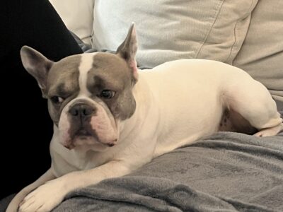 Zaginął piesek rasy Buldog Francuski