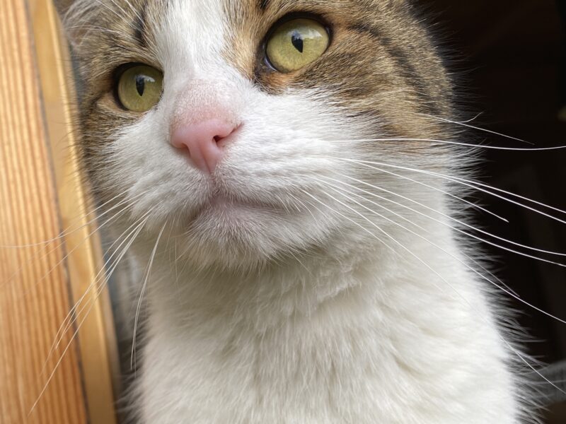 Zaginął kot Zakopane