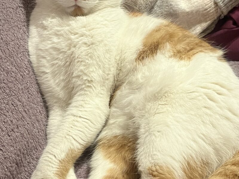 Zaginął kocurek Blue