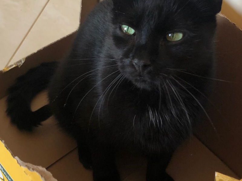 Zaginął czarny kocurek