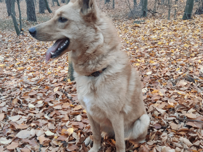 Zaginął Pies (Inka)