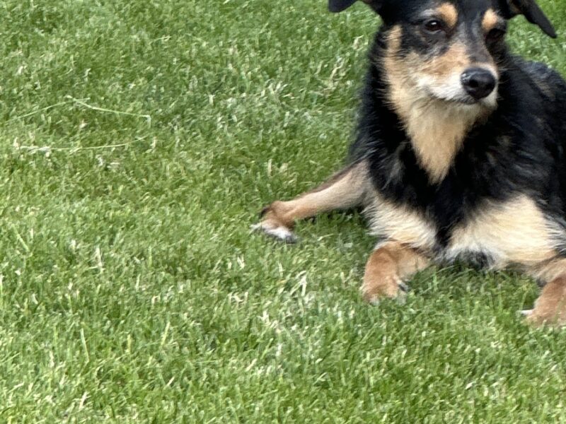 ZAGINĘŁA SUNIA W JASKROWIE