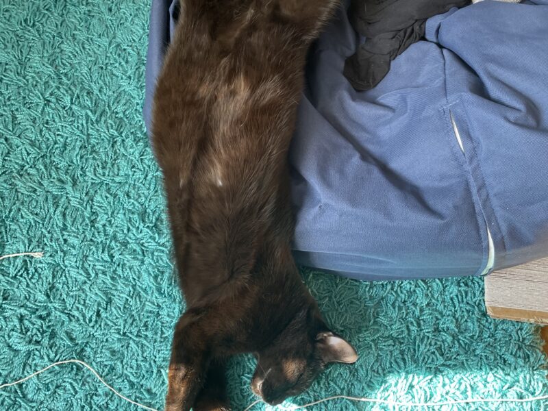 Zaginął czarny kocurek Kudi