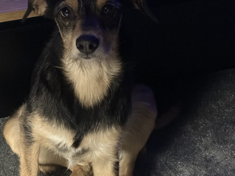 ZAGINĘŁA SUNIA W JASKROWIE