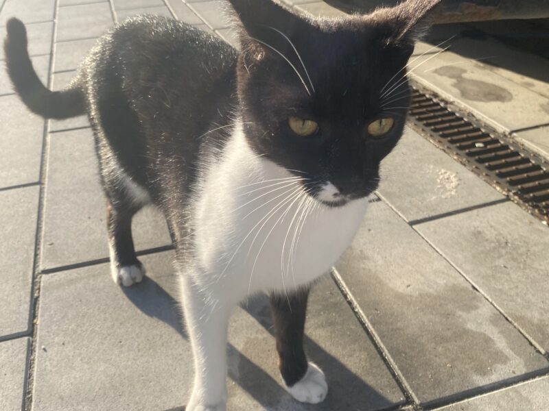 Zaginął kotek Julek !!!