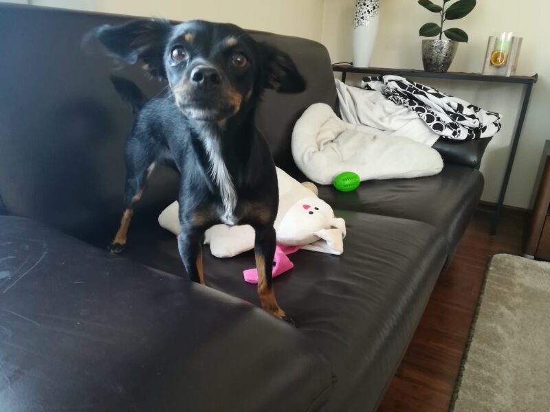 Zaginęła sunia Fibi