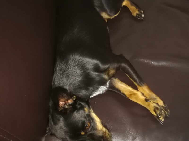 Zaginęła sunia Fibi