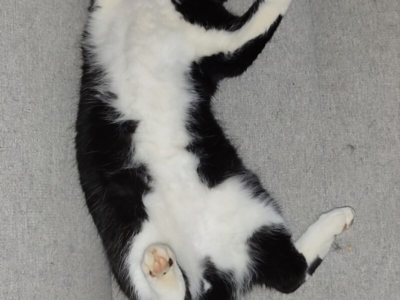 Zaginął nasz kochany futrzak