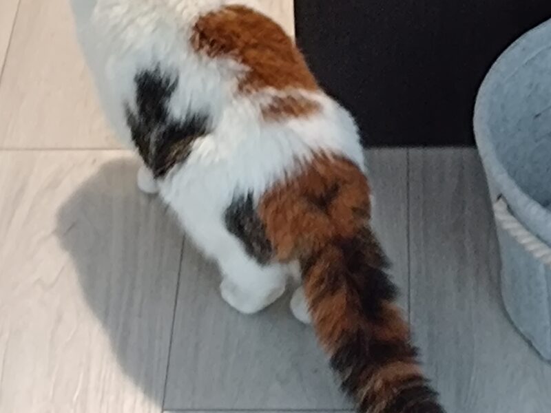 Zaginęła kotka Frosia