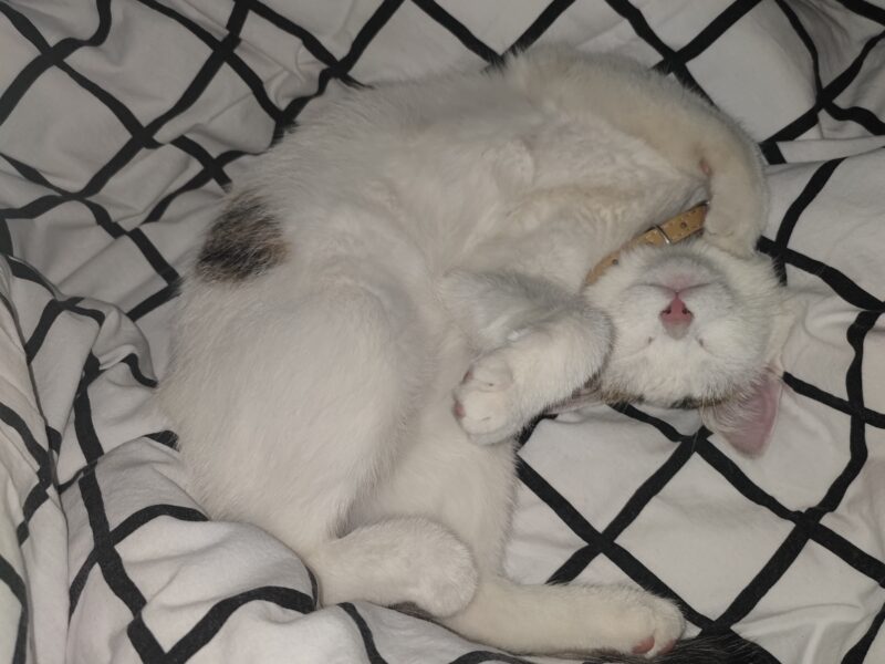 Zaginął kotek! Olkusz i okolice!