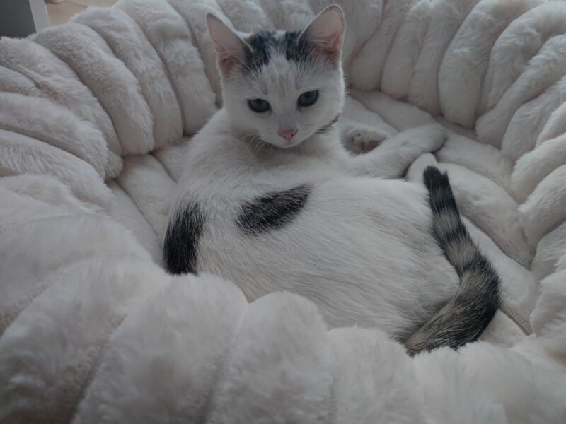 Zaginął kotek! Olkusz i okolice!