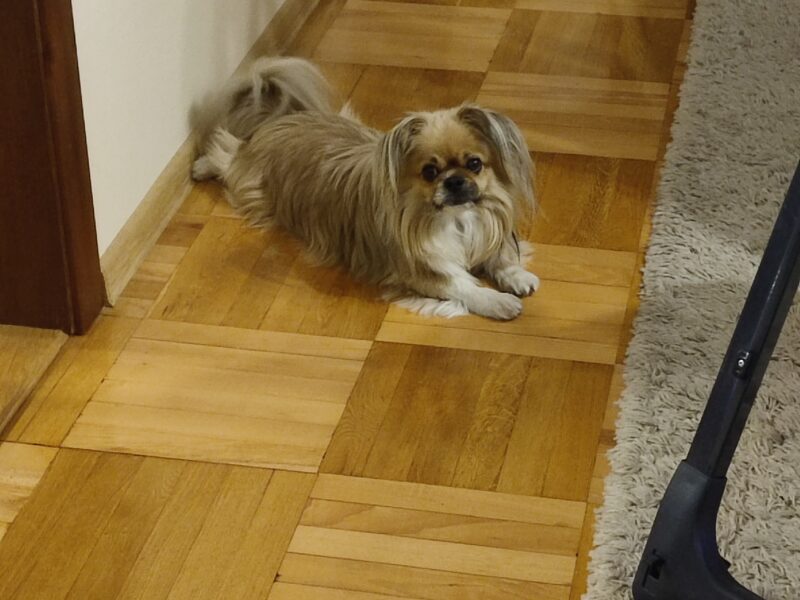 Zaginął piesek Mikuś