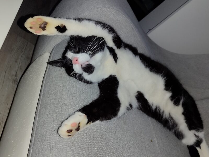 Zaginął nasz kochany futrzak