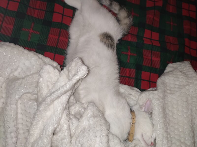 Zaginął kotek! Olkusz i okolice!