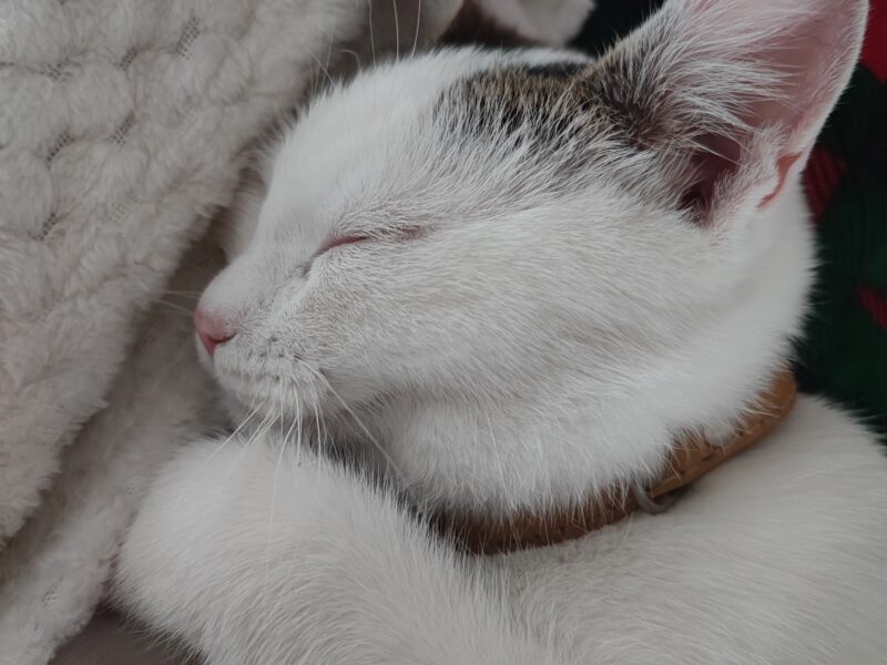 Zaginął kotek! Olkusz i okolice!