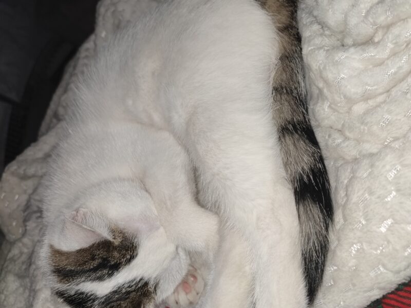 Zaginął kotek! Olkusz i okolice!