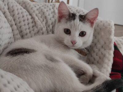 Zaginął kotek! Olkusz i okolice!