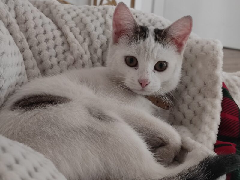 Zaginął kotek! Olkusz i okolice!