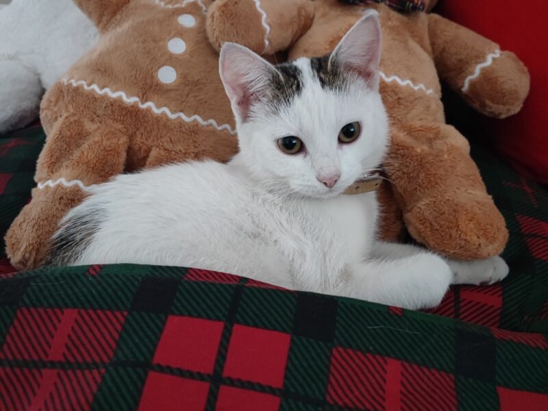 Zaginął kotek! Olkusz i okolice!