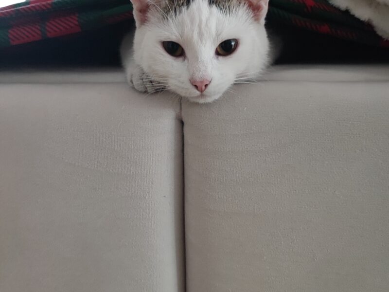 Zaginął kotek! Olkusz i okolice!