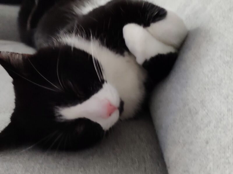 Zaginął nasz kochany futrzak